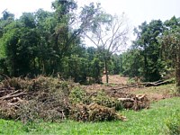 Land Clearing for Lake