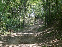 Land Clearing