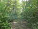Land Clearing